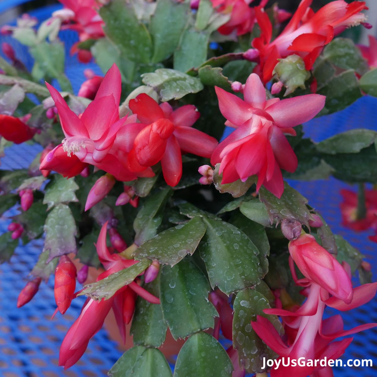 christmas/thanksgiving cactus in bloom on blue patio table 
