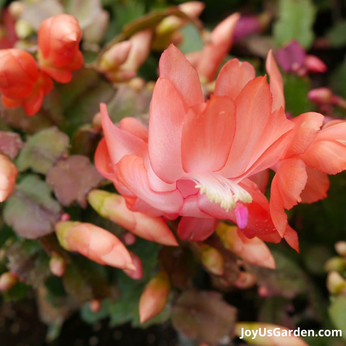 christmas/thanksgiving cactus in bloom close up of pinkish color flower