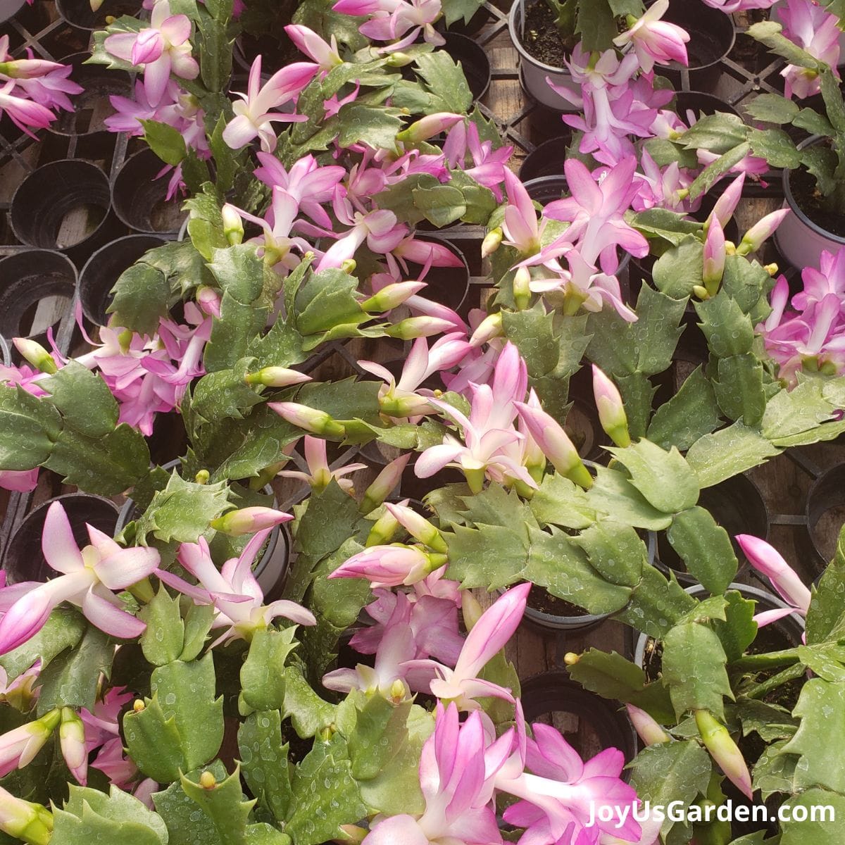 christmas/thanksgiving cactus in bloom, light purple flowers growing in nursery