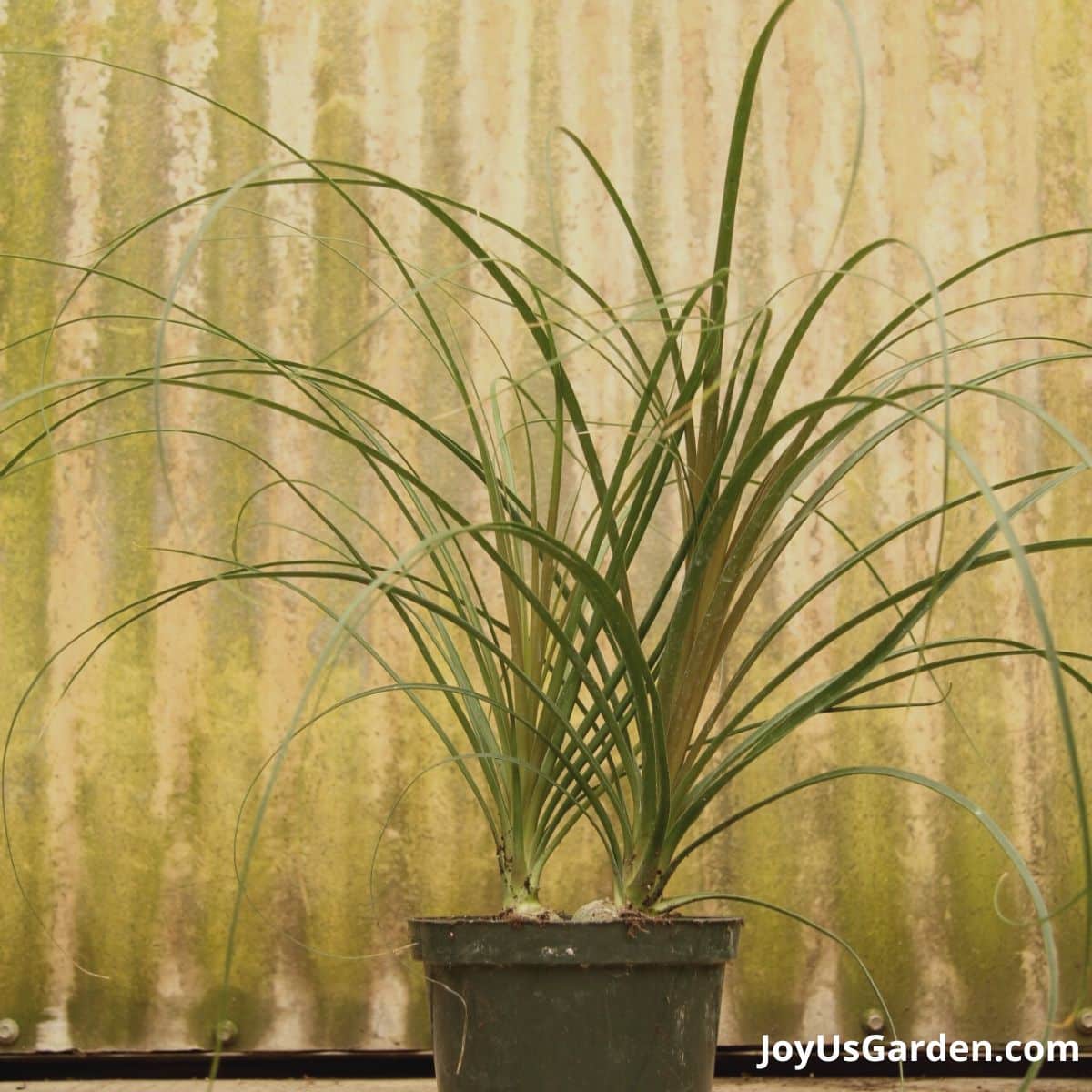 ponytail palm with 2 heads growing in greenhouse nursery