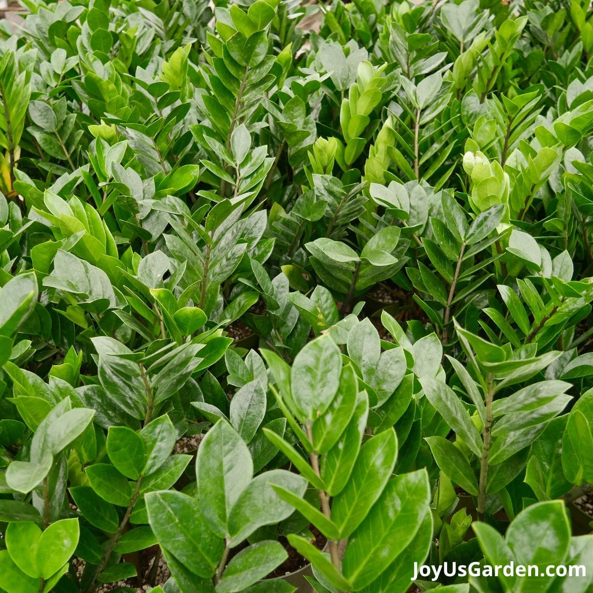 zz plant shown growing in greenhouse nursery on plant table