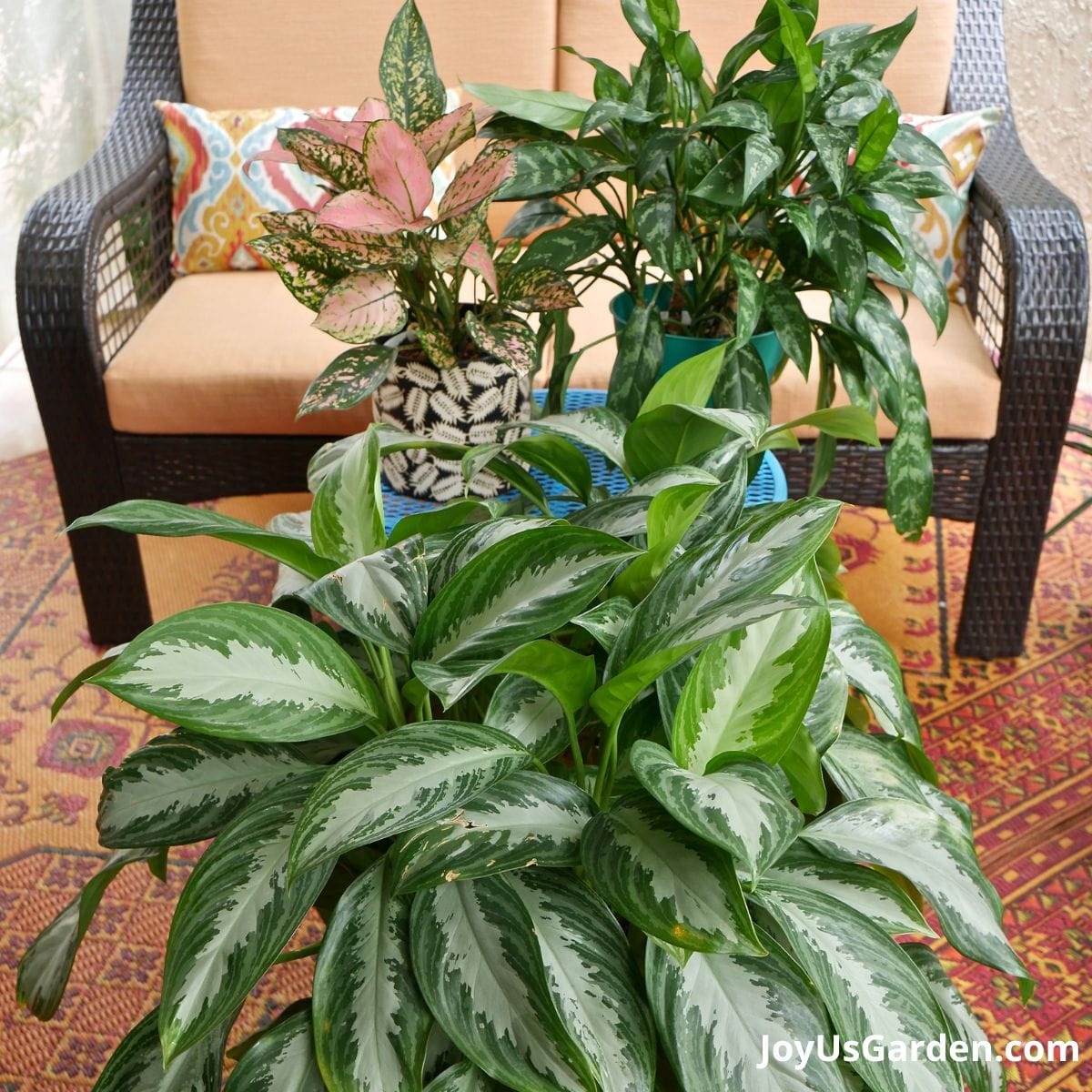3 chinese evergreen plants are placed outside on orange patio: pink aglaonema, aglaonema maria, and silver bay aglaonema