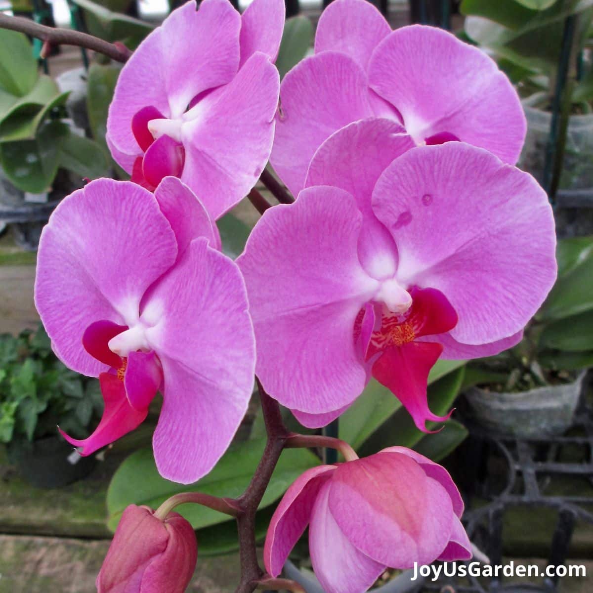 close up of phalaenopsis orchid in the color pinkish purple