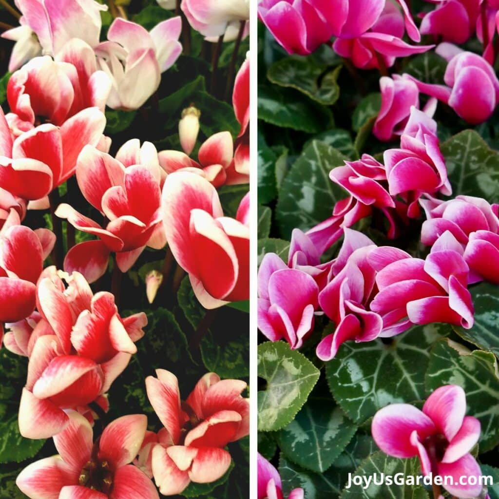 12 Best Holiday Plants to Brighten Up Your Home for Christmas (2024)