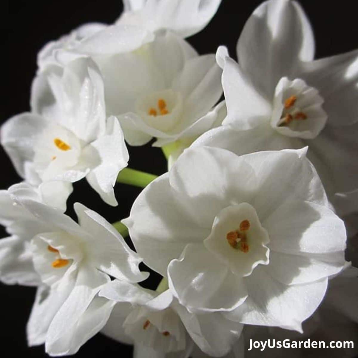 close up photo of Paperwhite Narcissus flower in bloom