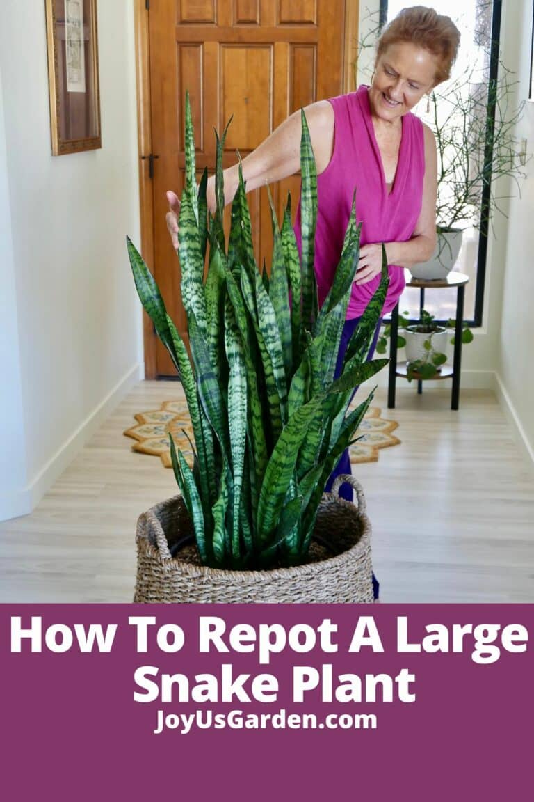 How to Repot a Large Snake Plant