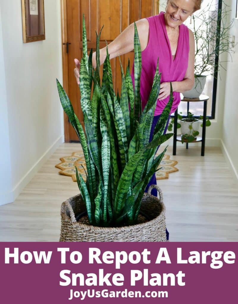 nell foster in pink blouse standing next to snake plant in plant basket text reads how to repot a large snake plant joyusgarden.com