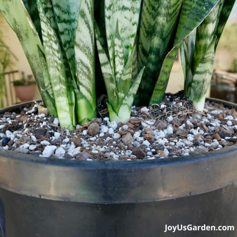 Large Snake Plant Repotting Guide