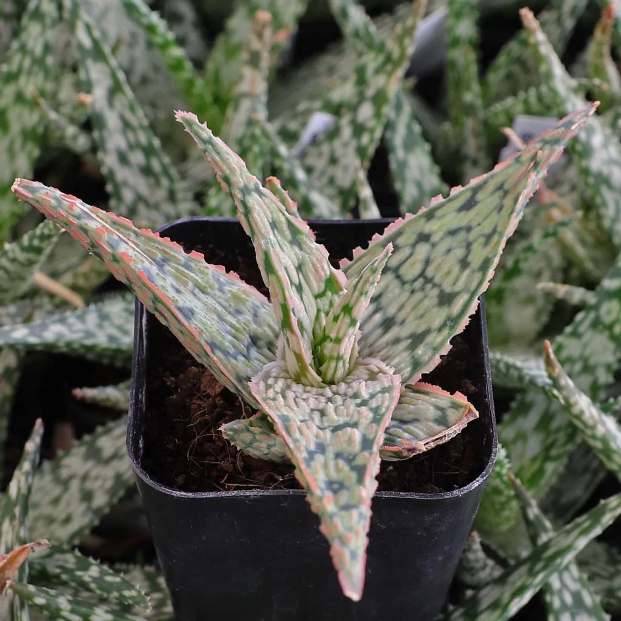Aloe "pink blush" from mountain crest gardens