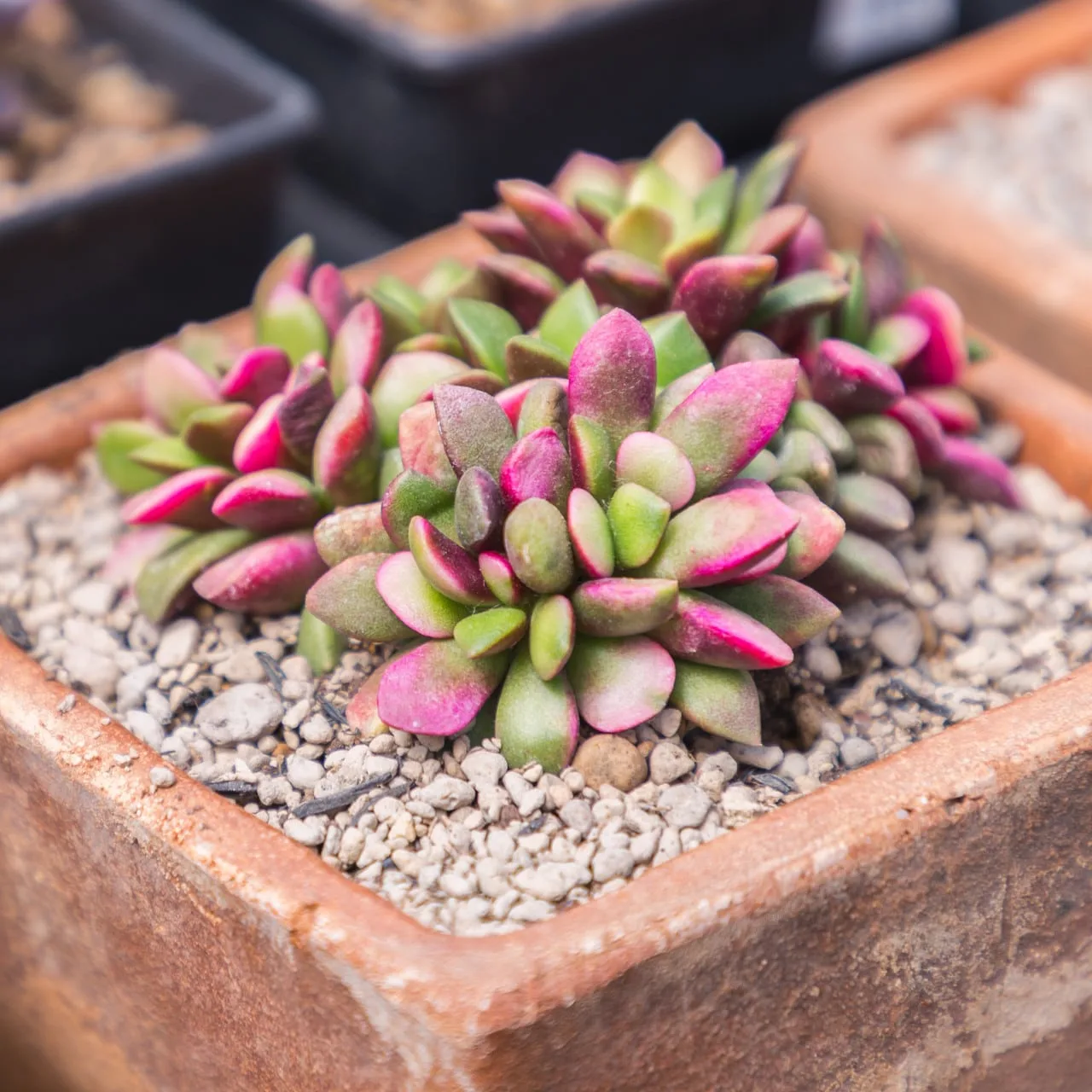 Anacampseros telephiastrum variegata from mountain crest gardens
