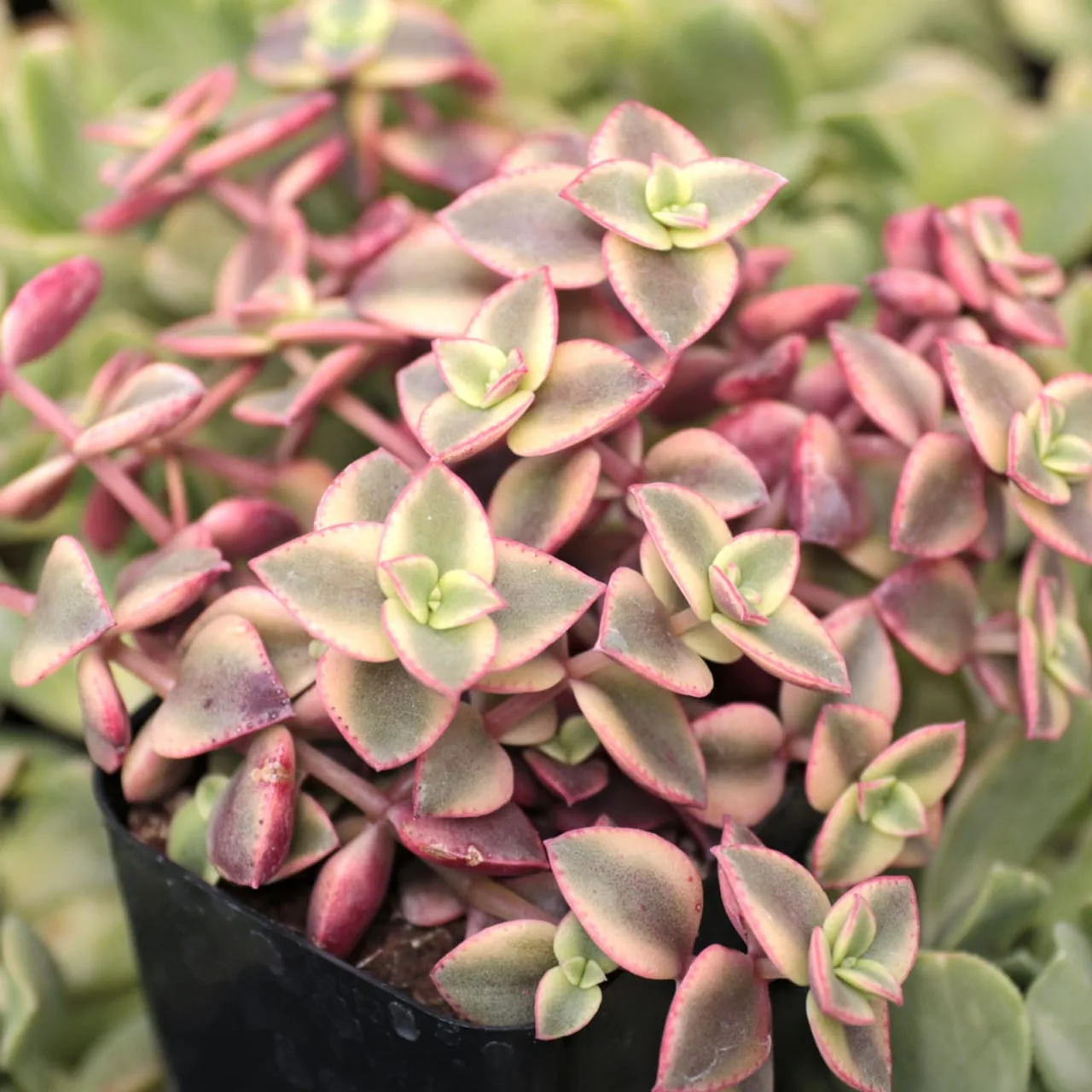 Crassula marginata "variegata" "Calico Kitten" from mountain crest gardens