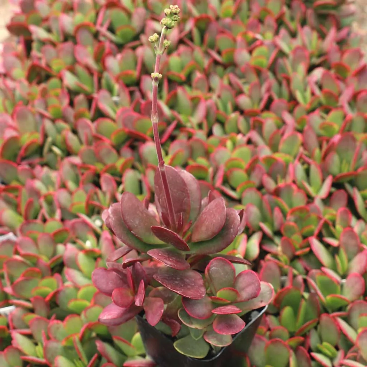 Crassula platyphylla variegata from mountain crest gardens