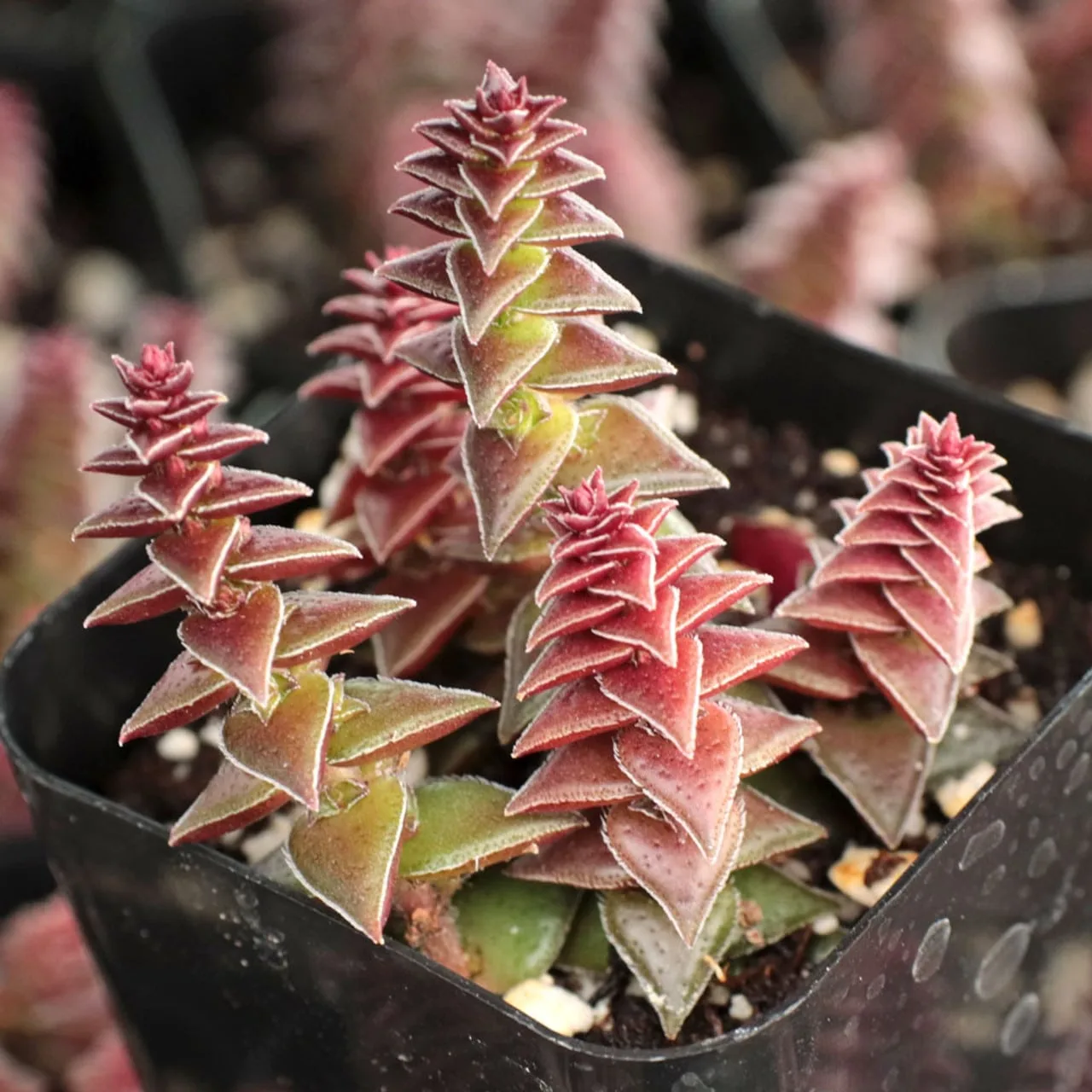 Crassula "red pagoda" from mountain crest gardens