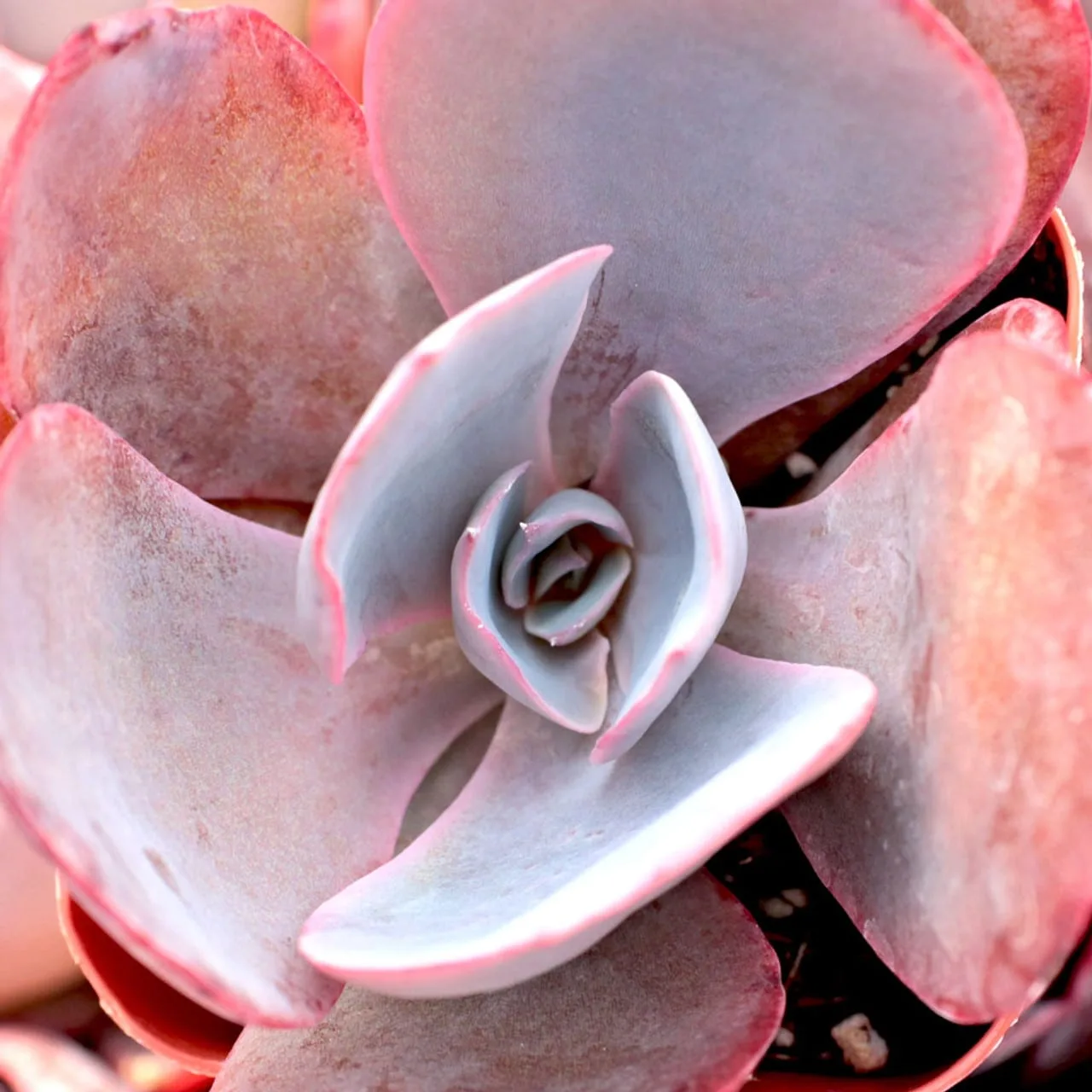 Echeveria After Glow from mountain crest gardens