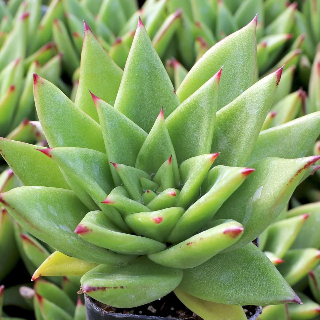 Echeveria agavoides "lipstick" from mountain crest gardens