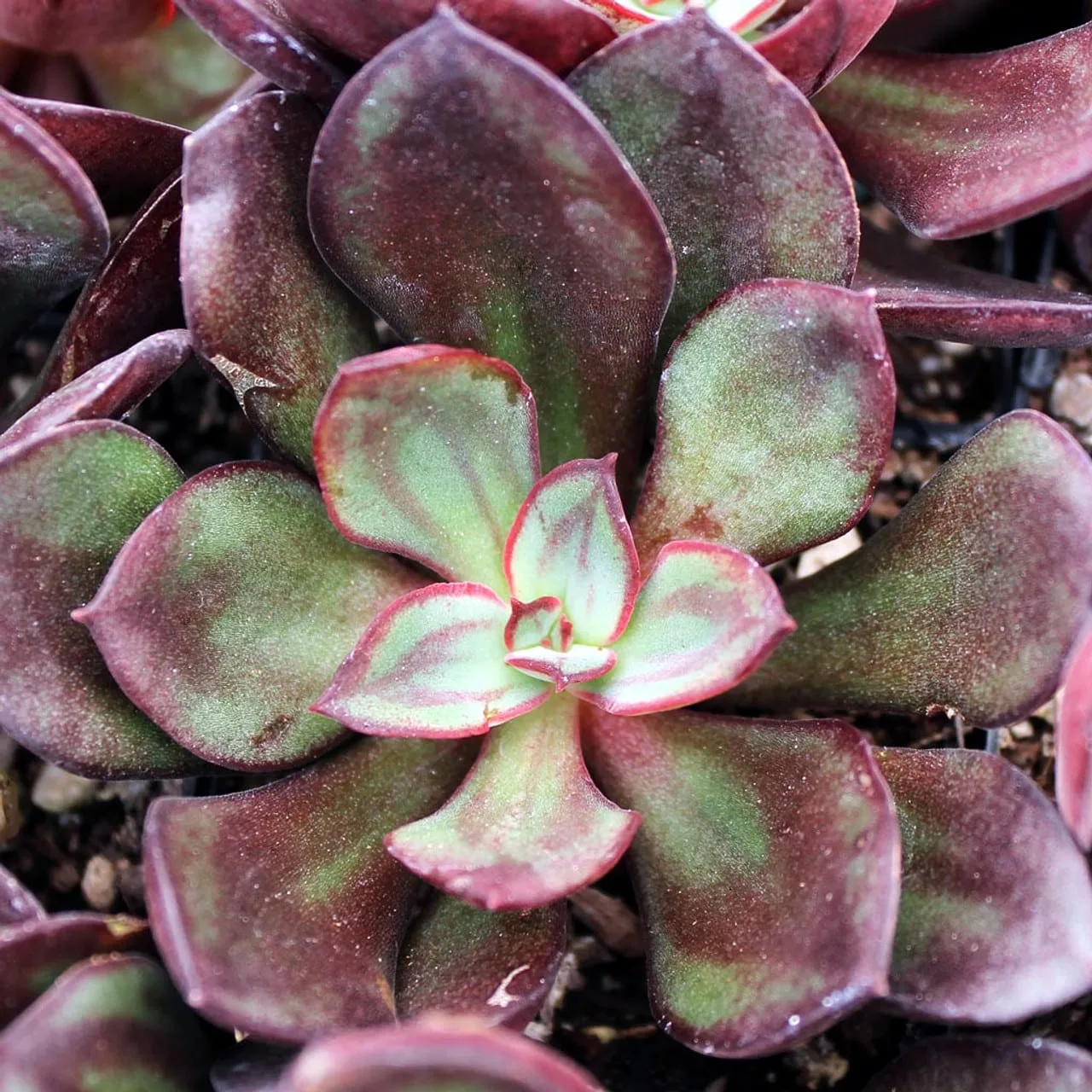 Echeveria nodulosa from Mountain Crest Gardens 