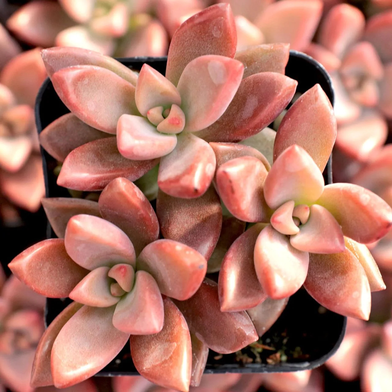 Graptosedum "alpenglow" from mountain crest gardens