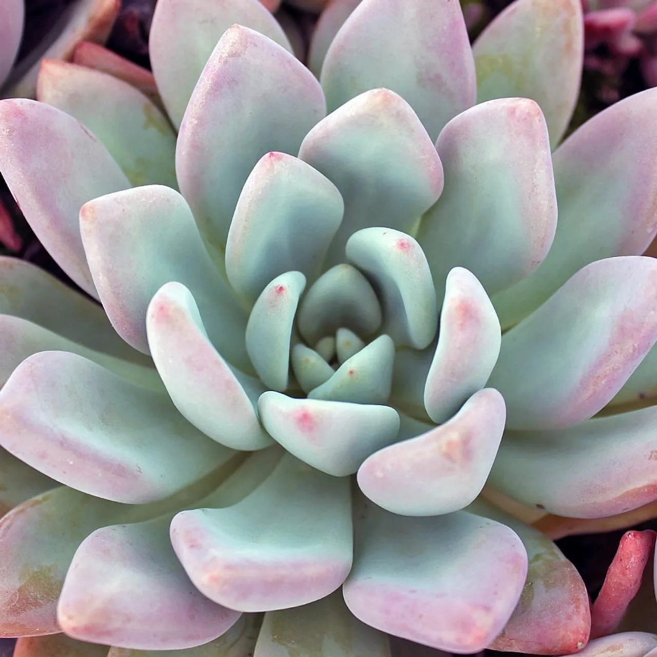 Graptoveria "opalina" from mountain crest gardens
