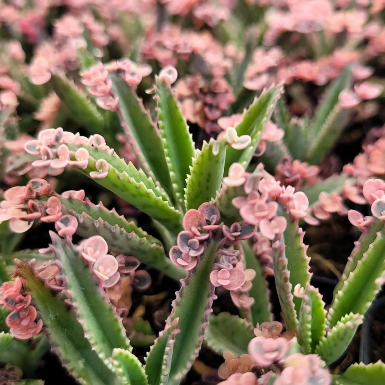 Kalanchoe "pink butterflies" from mountain crest gardens