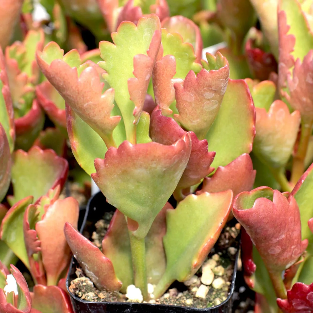 Kalanchoe sexangularis from mountain crest gardens