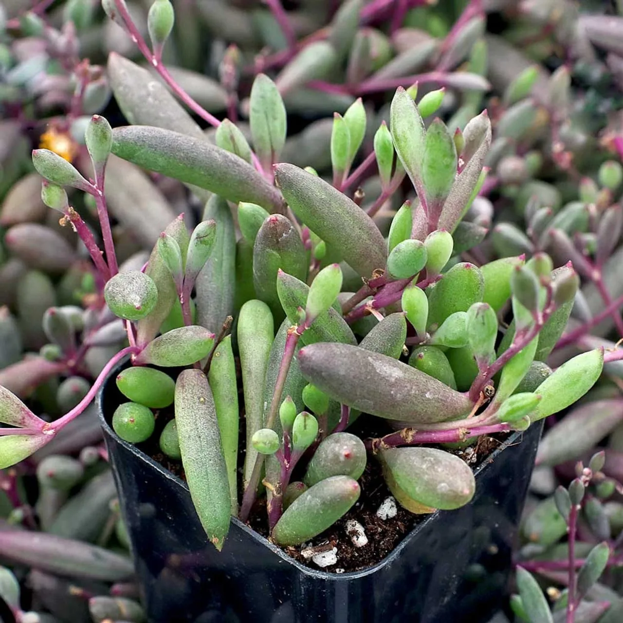 Othonna capensis "ruby necklace" from mountain crest gardens