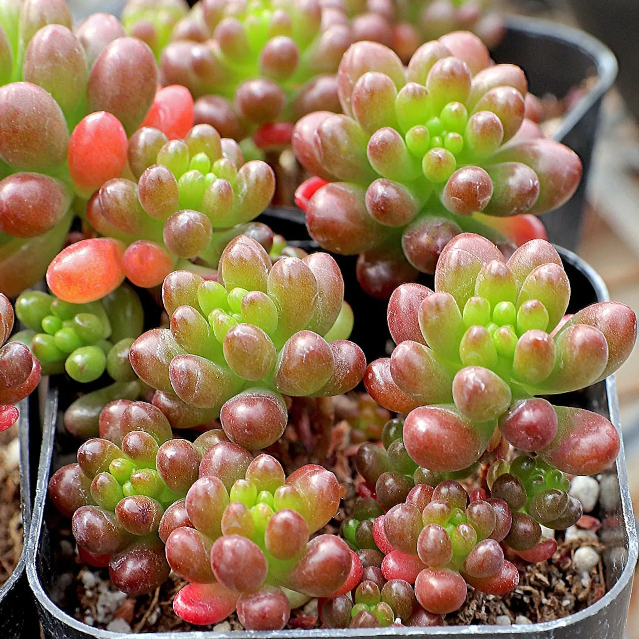 Sedum rubrotinctum ‘Mini Me’ from mountain crest gardens