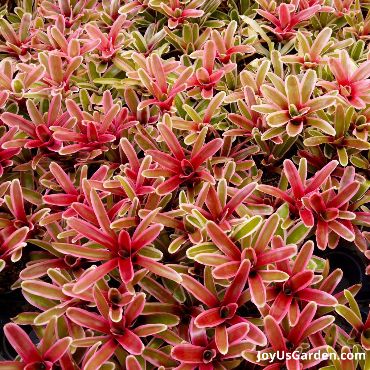 Neoregelias bromeliads being sold at a green house pretty pink and red color