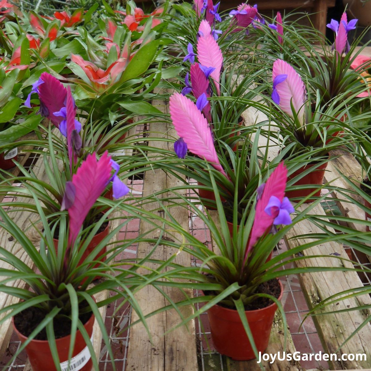 greenhouse with pink quill plants on long table for sale 