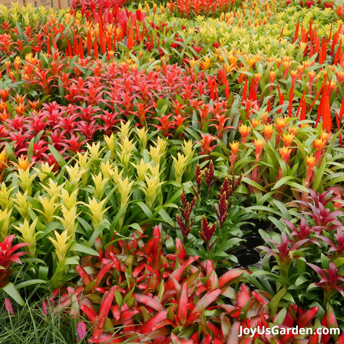 bromeliads being grown in greenhouse, all the flowers are bright in colorful and being displayed in mass