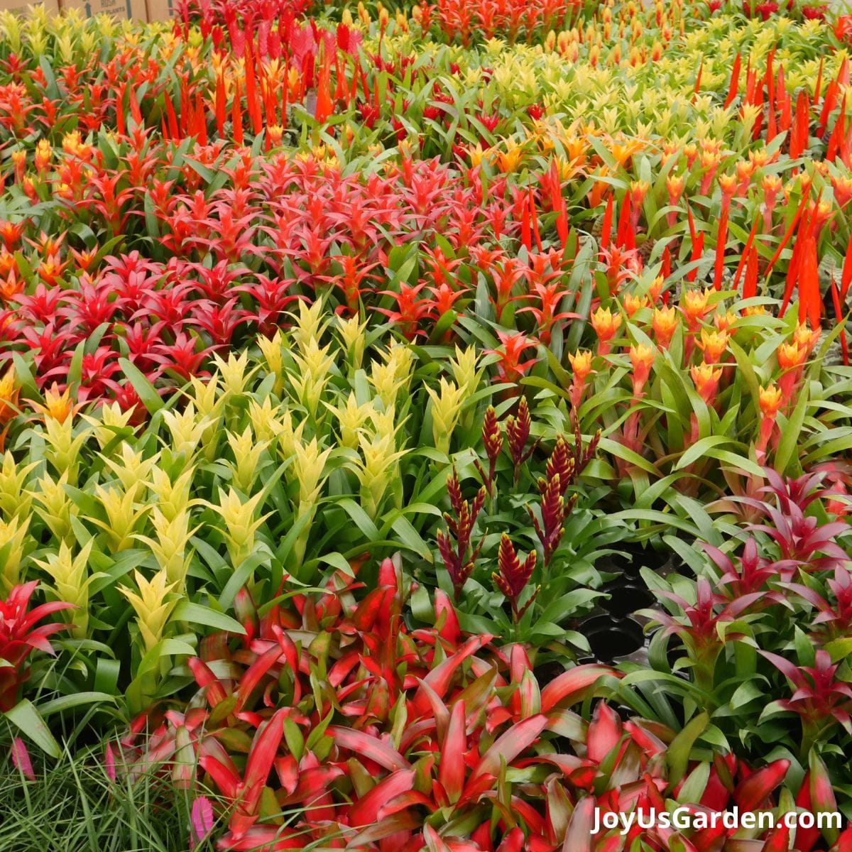 bromeliads being grown in greenhouse, all the flowers are bright in colorful and being displayed in mass