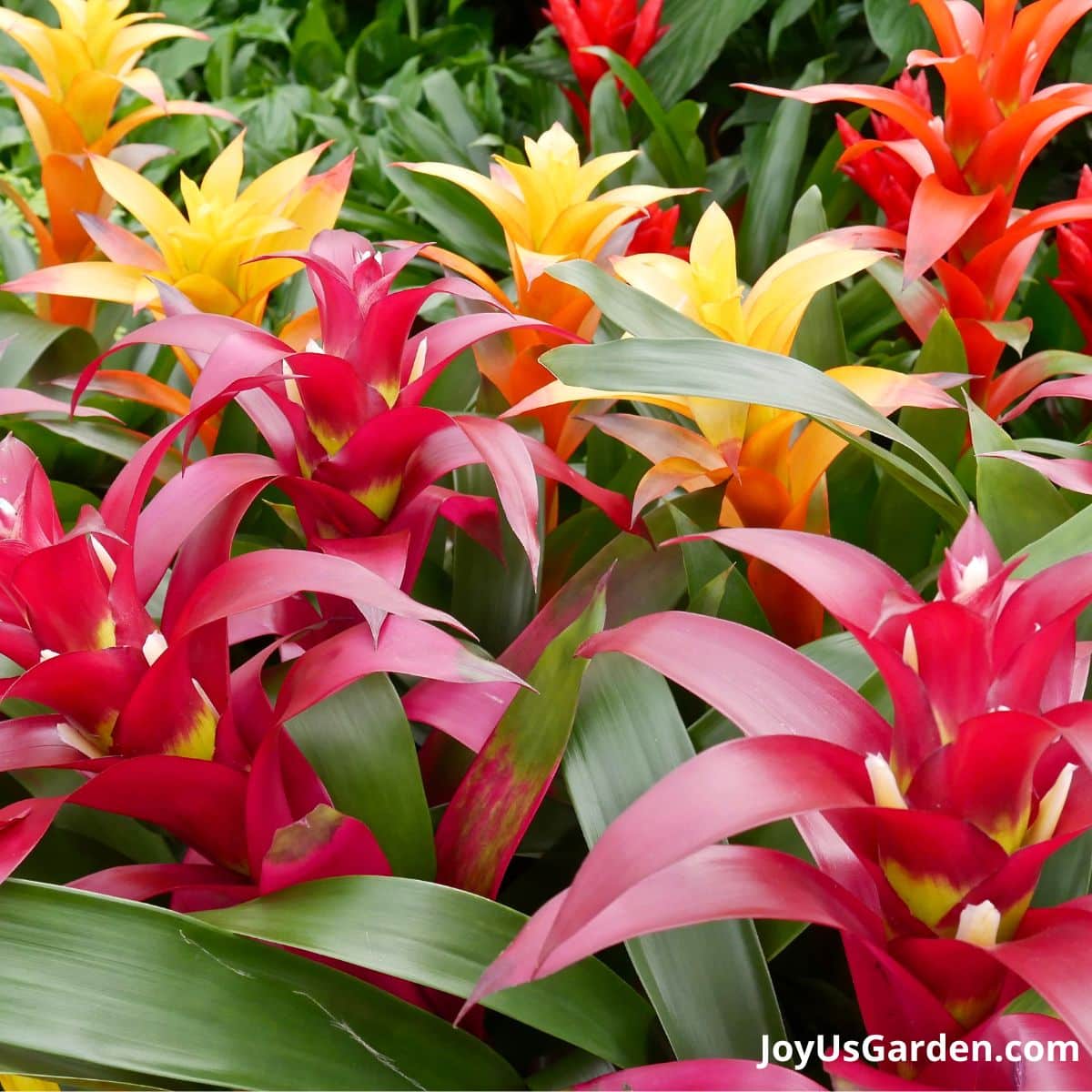green house full of guzamnias growing in a variety of colors, reds yellows and orange