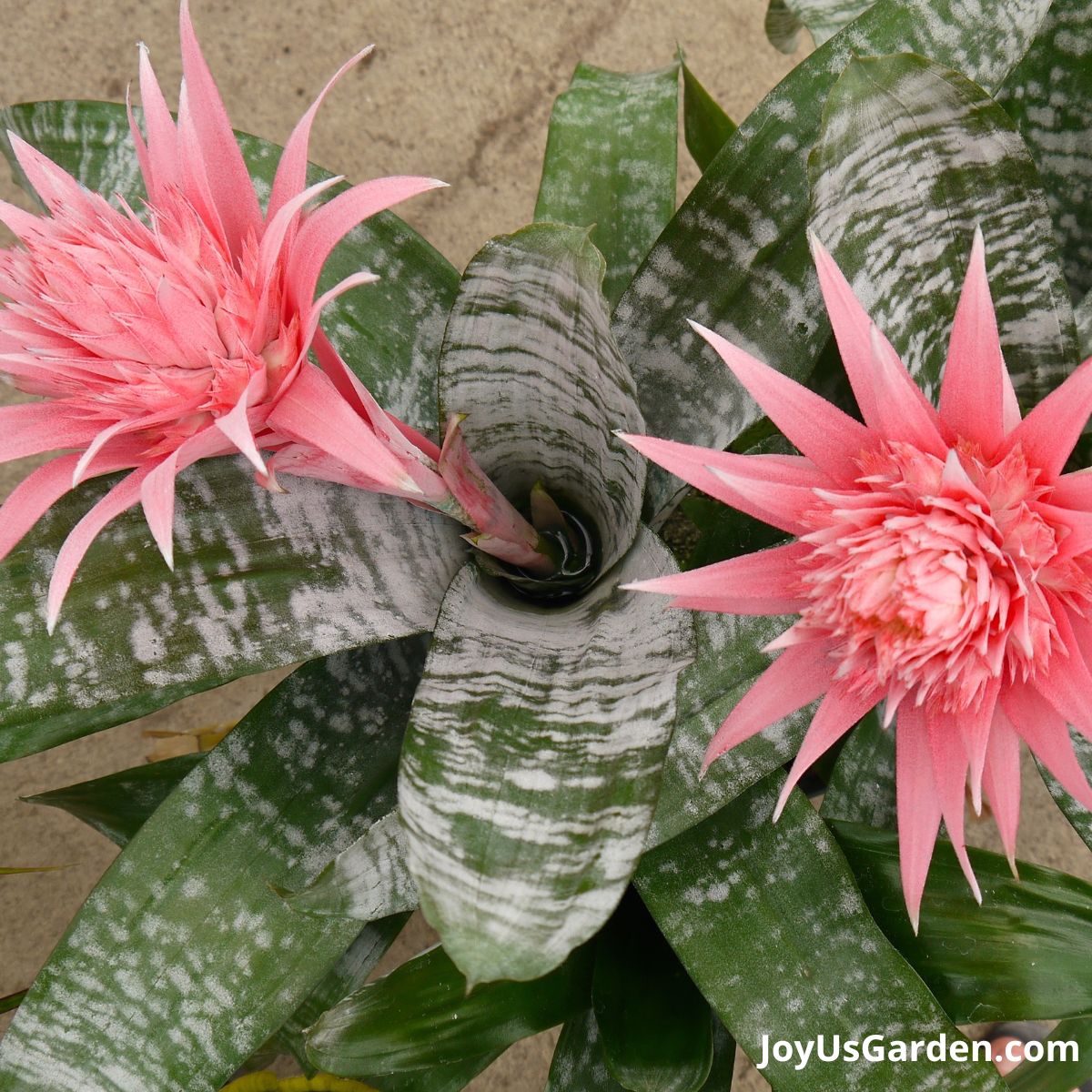 close up photo of two Aechmea fasciata with pink flowers