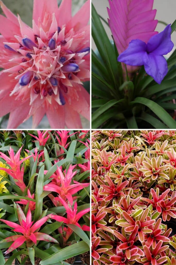 Bromeliad Care How to Successfully Grow Bromeliads Indoors