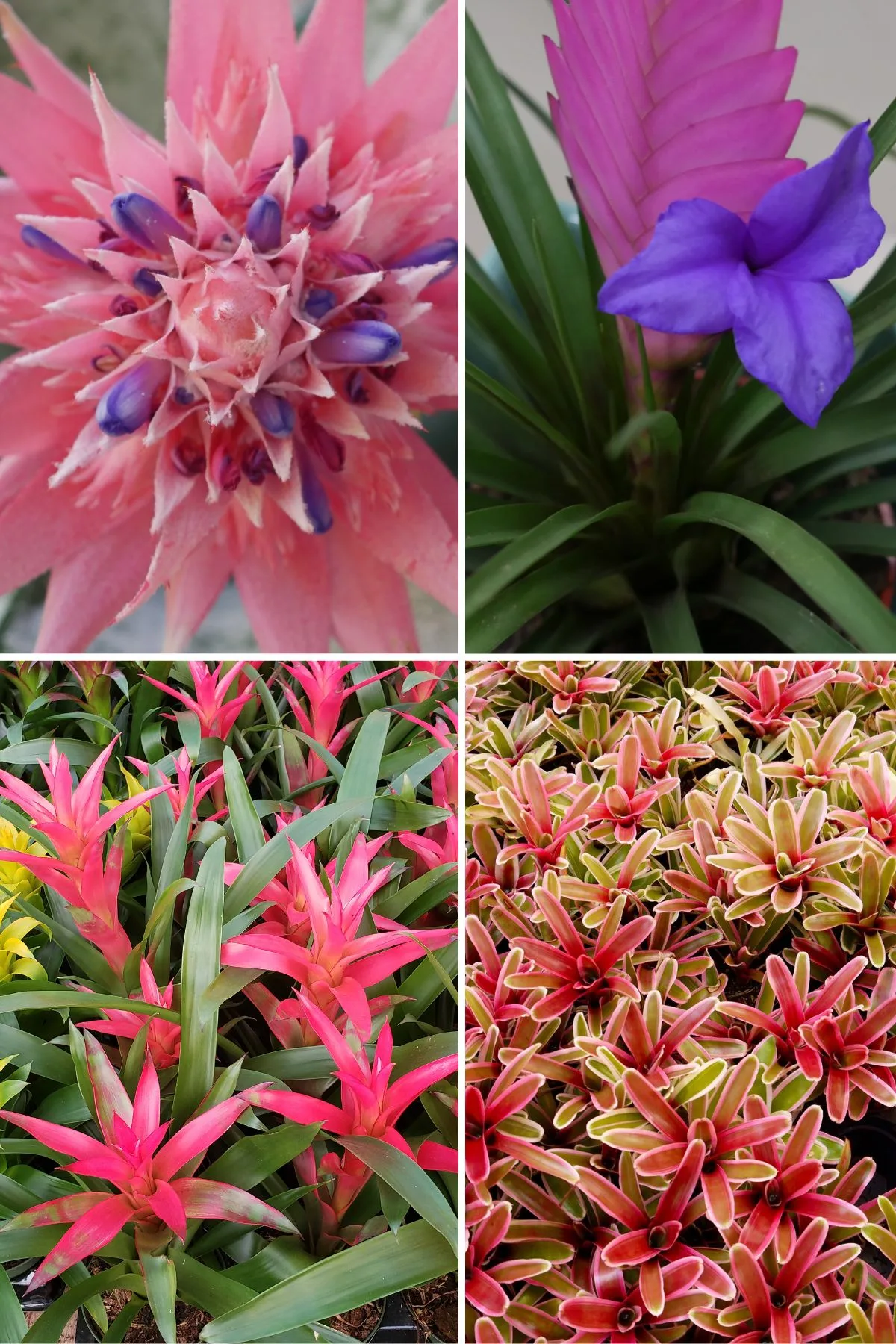 collage of 4 different types of bromeliads: Aechmea fasciata, tillandsia cyanea pink quill plant, guzmania, neoregleia 