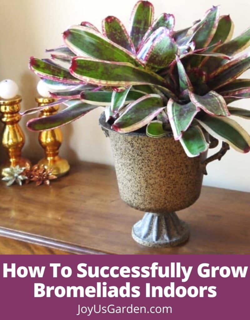 a large, colorful neoregelia bromeliad in a metal urn planter sits on a table next to a window text reads how to successfully grow bromeliad indoors joyusgarden.com