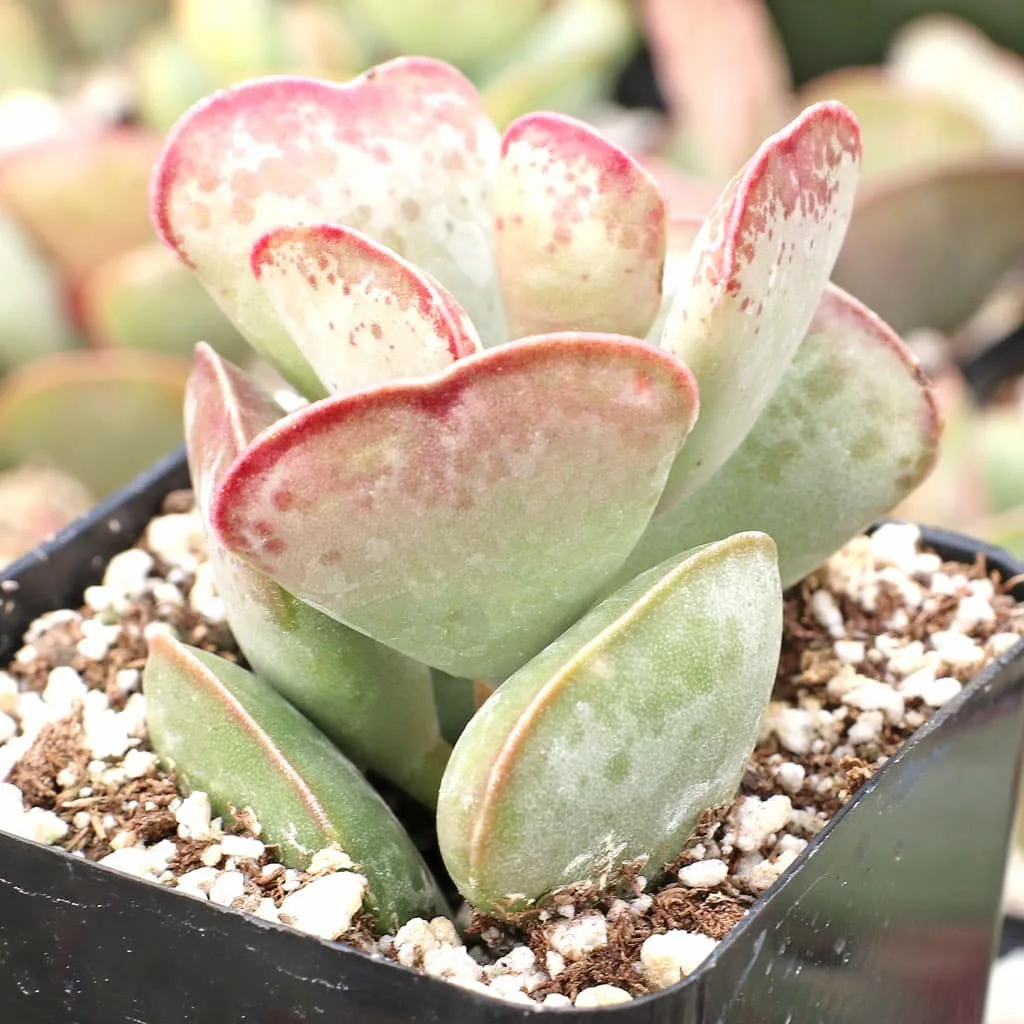 Adromischus maculatus "calico hearts" from mountain crest gardens