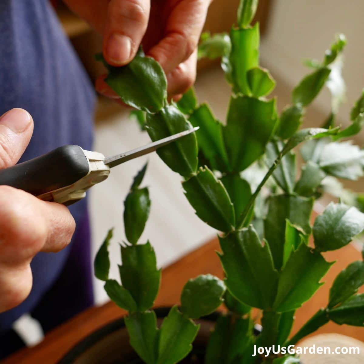 nell foster with floral snips showing where to not cut a thanksgiving cactus christmas cactus cutting