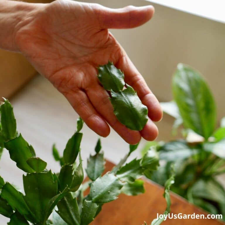 How to Propagate Christmas Cactus by Stem Cuttings