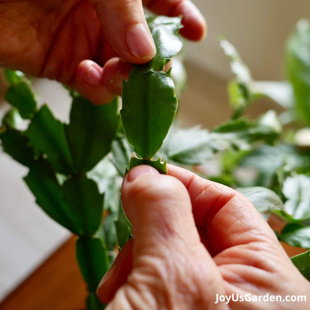 nell foster holding Christmas cactus thanksgiving cactus showing the segment part of leaves