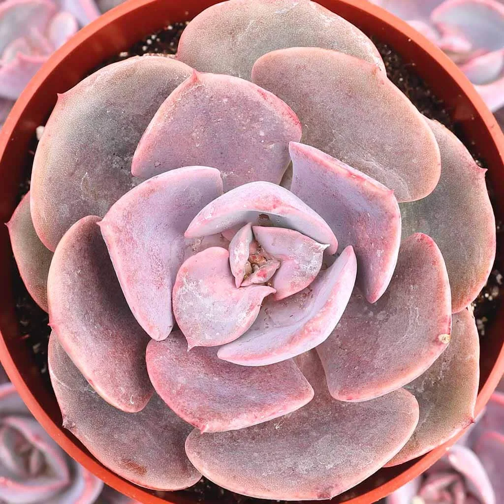 Echeveria Dusty Rose in grow pot from mountain crest gardens