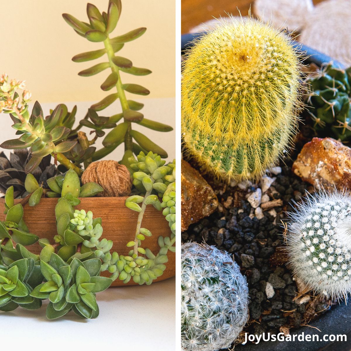 a collage with a small succulent garden & a small cactus garden side by side