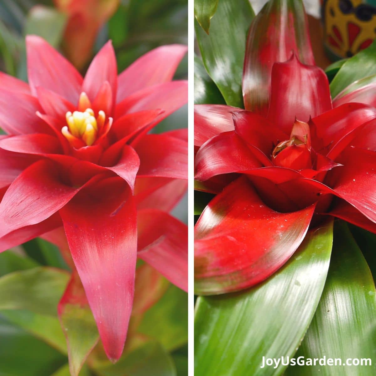 side by side photo of bromeliads, left side guzmania bromeliad with red flower left side neoregelia bromeliad with red flower