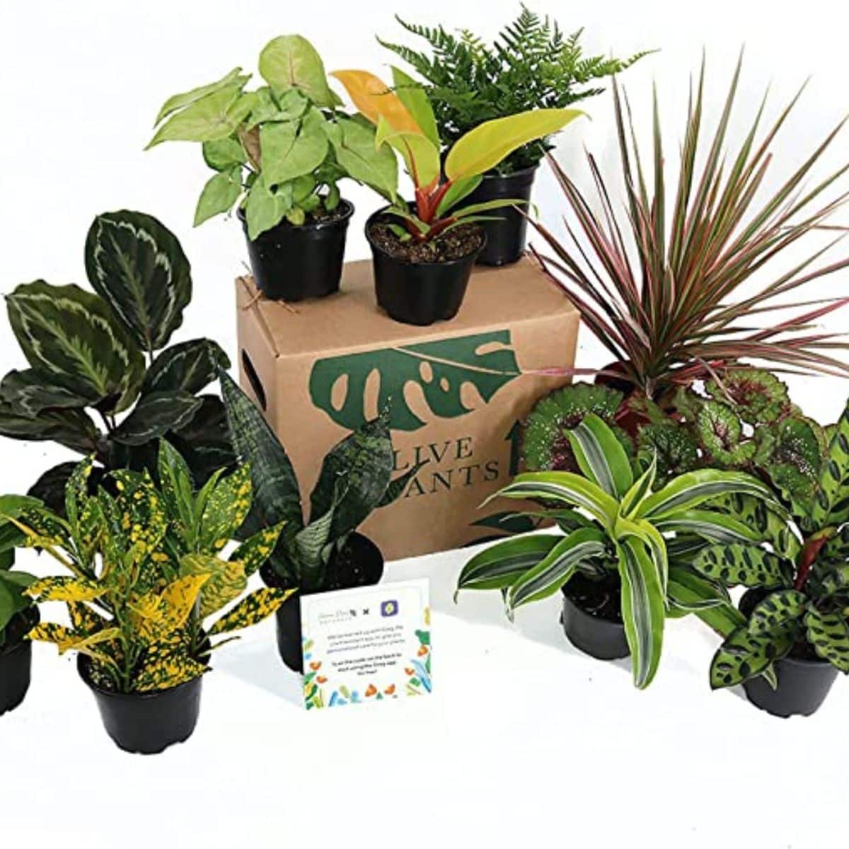 Indoor Plant Gifts The Houseplant Lovers Ultimate Gift Guide