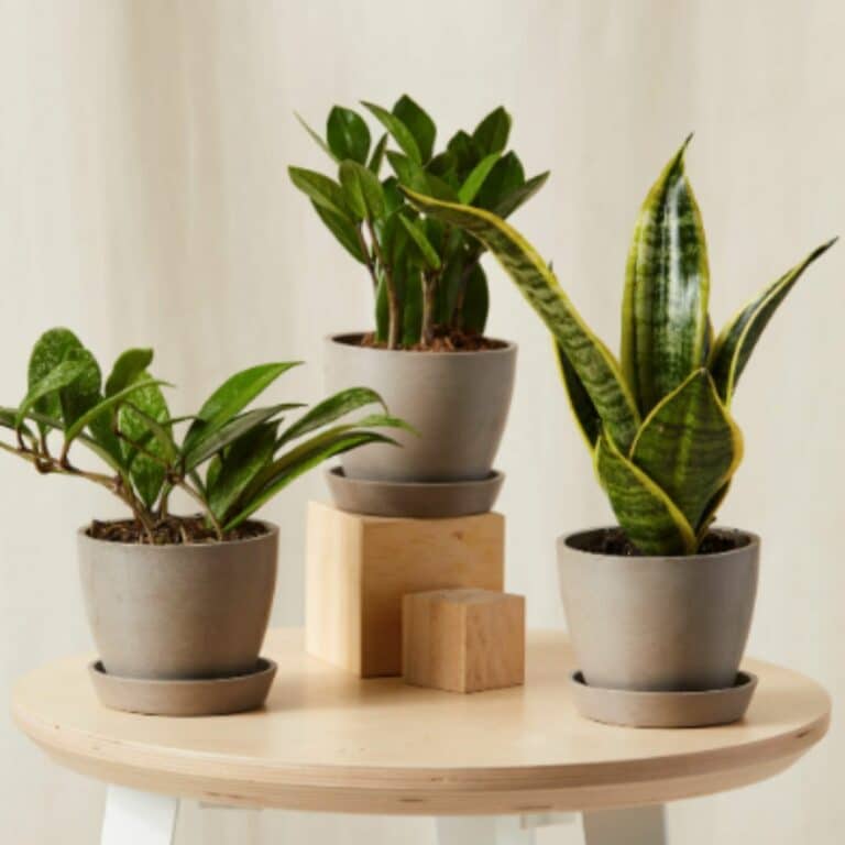 Indoor Plant Gifts The Houseplant Lovers Ultimate Gift Guide