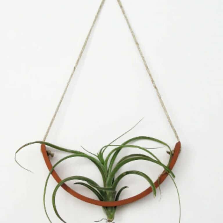 Indoor Plant Gifts The Houseplant Lovers Ultimate Gift Guide