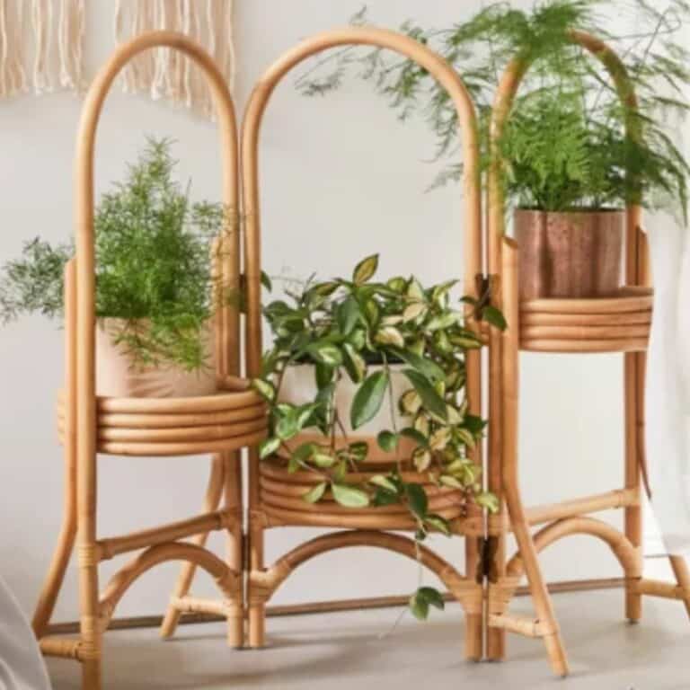 Indoor Plant Gifts The Houseplant Lovers Ultimate Gift Guide