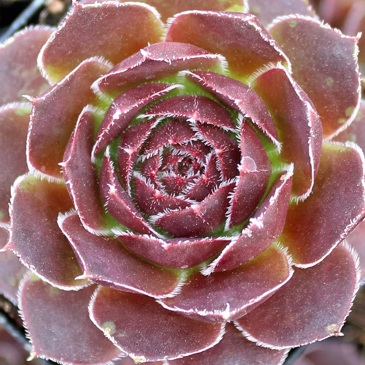 Sempervivum mystique from mountain crest gardens
