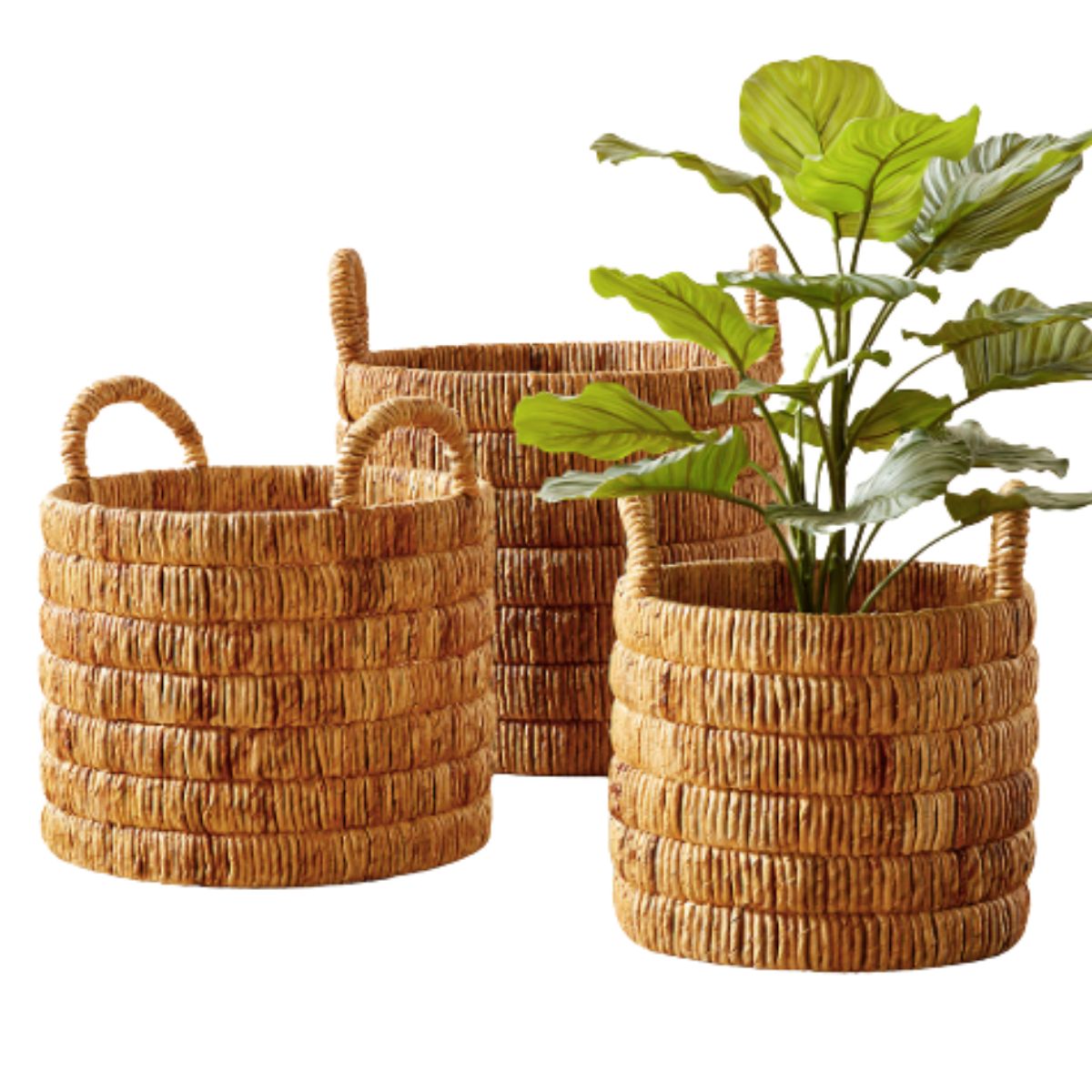 3 Handwoven Banana Leaf Large Baskets with handles in different sizes from CB2