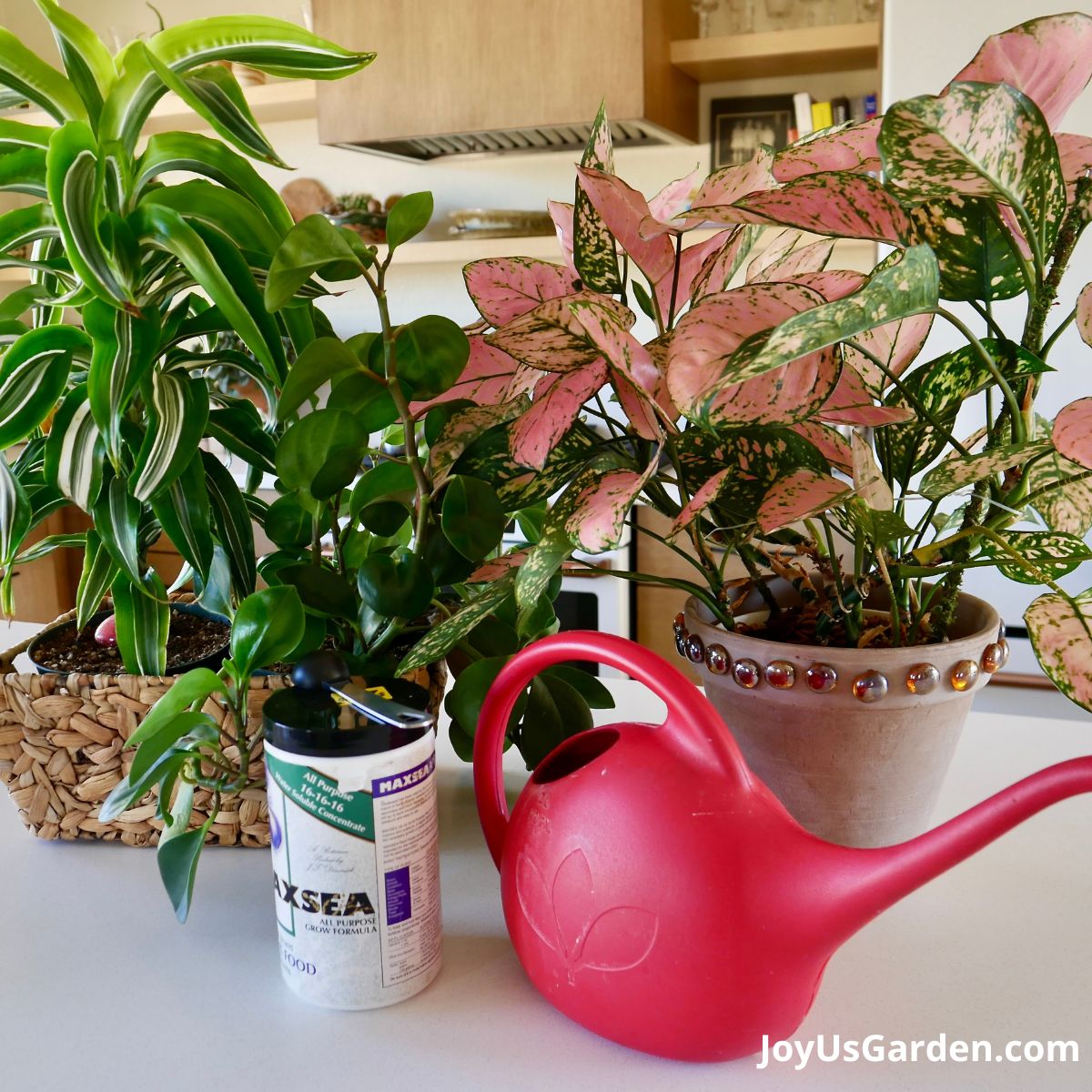 a dracaena lemon surprise, baby rubber plant, & pink agalonema sit on a counter with a red watering can & a jar of fertilizer