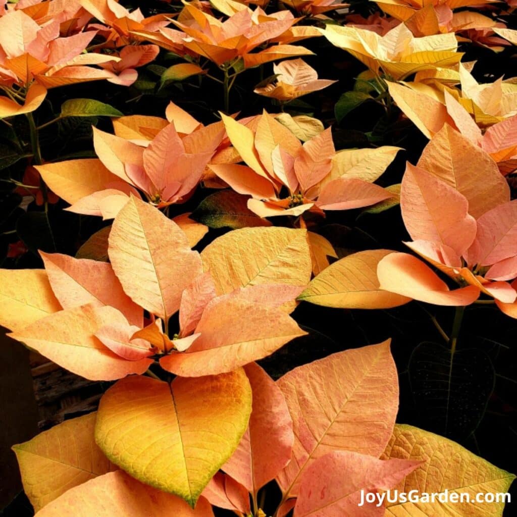 close up of poinsettia autumn leaves poinsettias with yellow/orange flowers